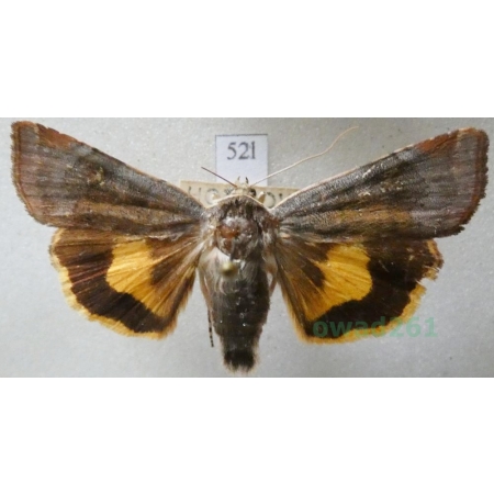 Noctua janthe (Borkhausen, 1792) Rolnica przepaska Czech52l